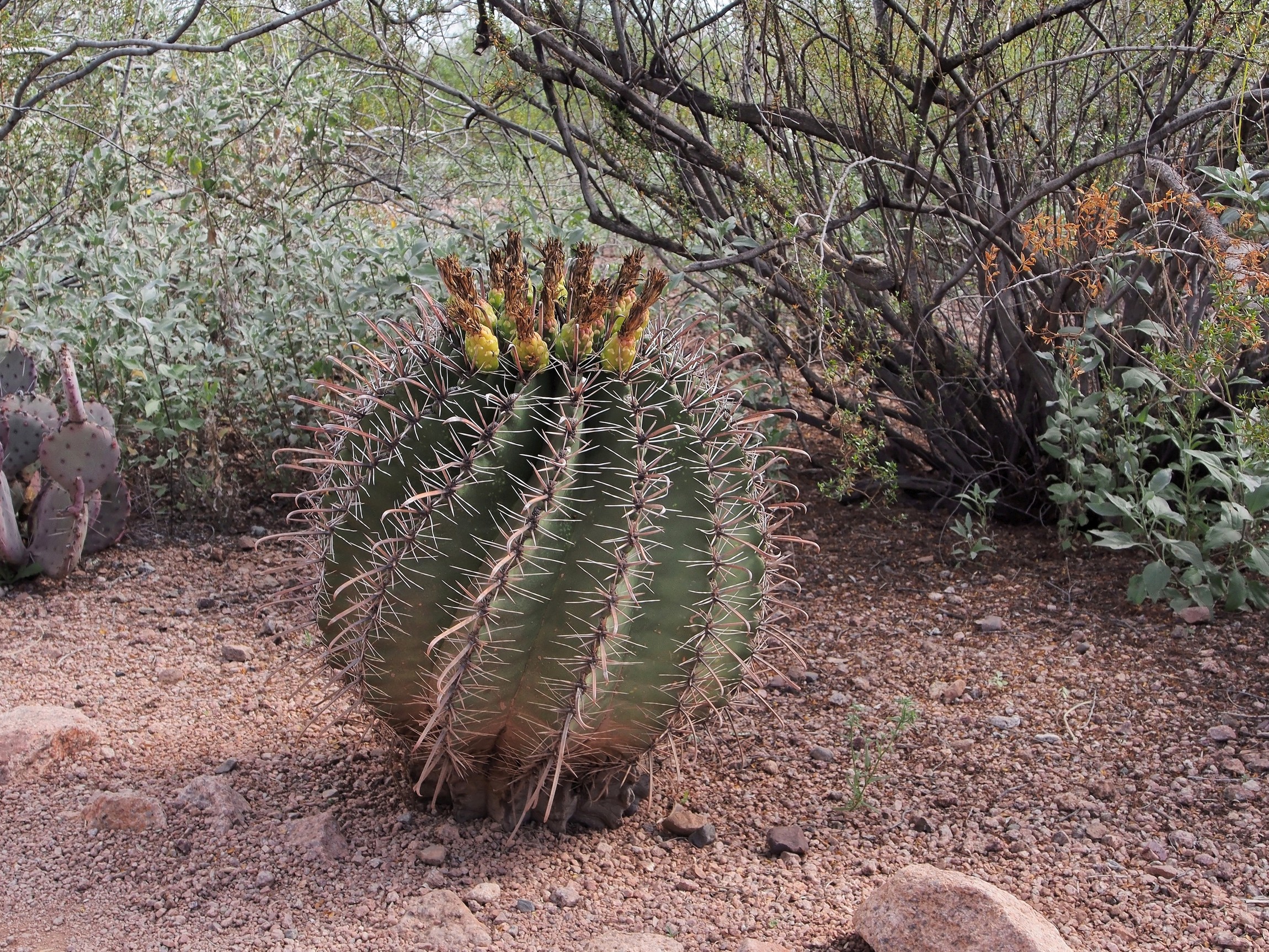P3080073_d.jpg