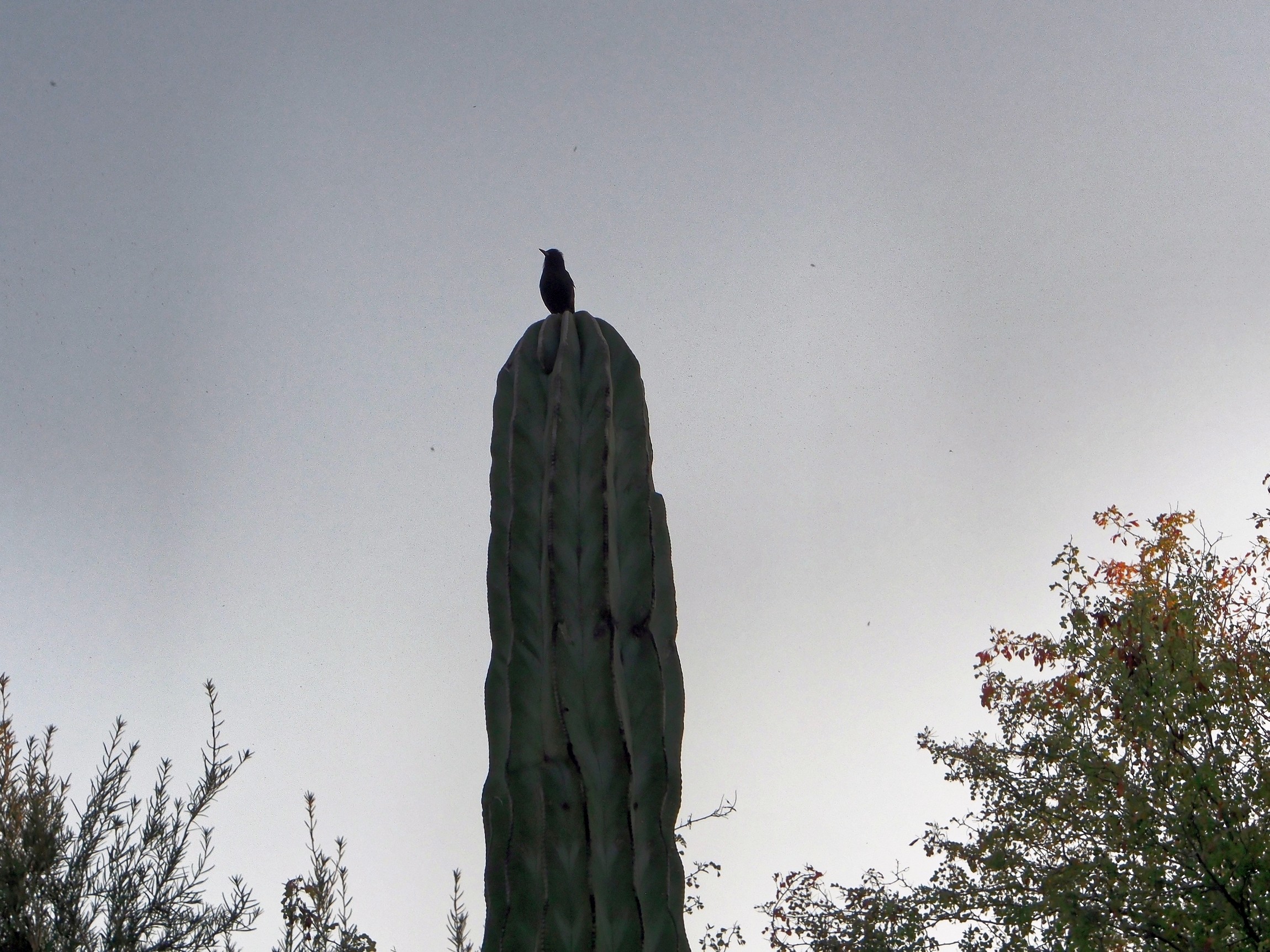 P3080200_d.jpg