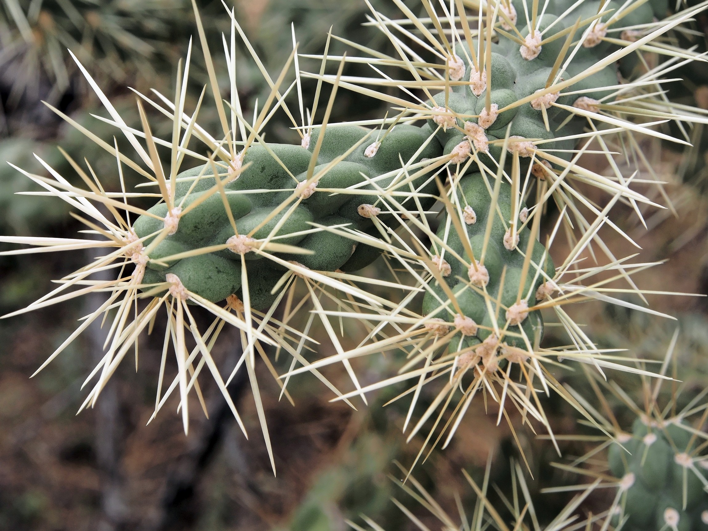 P3100460_d.jpg