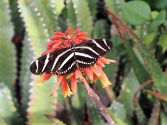Arizona plants, bird 2020